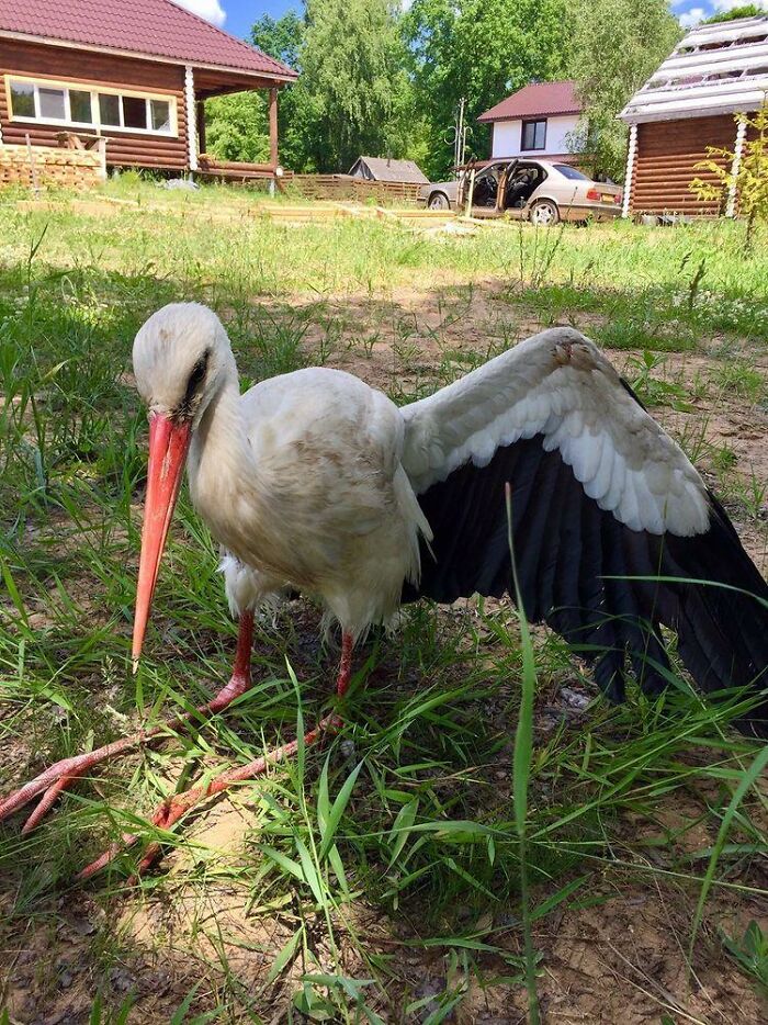 After Damaging His Wing, This Stork Will Never Fly Again, But He Enjoys A Wholesome Life With A Woman Who Rescued Him After Damaging His Wing, This Stork Will Never Fly Again, But He Enjoys A Wholesome Life With A Woman Who Rescued Him