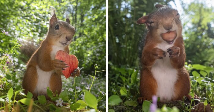 I’ve Spent A Couple Of Years Photographing Squirrels And Their Different Emotions (70 New Pics)