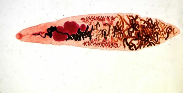 50 Interesting Things People Didn’t Learn At School And Decided To Share Them In This Online Group (New Pics)