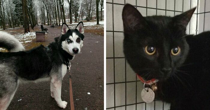 Hey Pandas, What Is Your Pets Name, And Who Or What Are They Named After? (Closed)