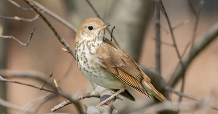 I Want To Spend My Days Birdwatching Not In Quarantine