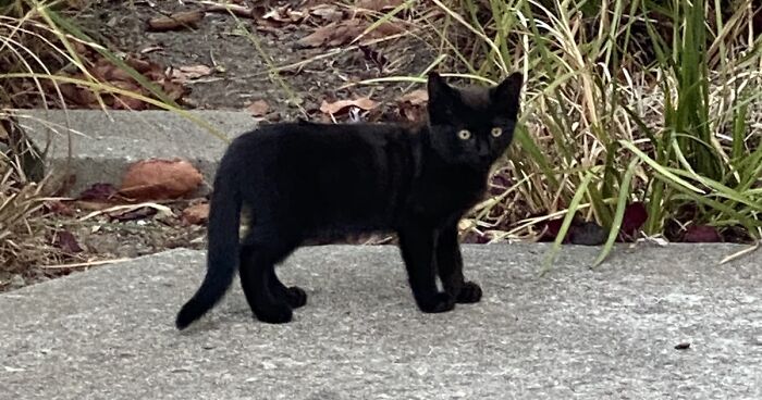 Hey Panda, Take A Picture Of A Cat That You Saw (Closed)