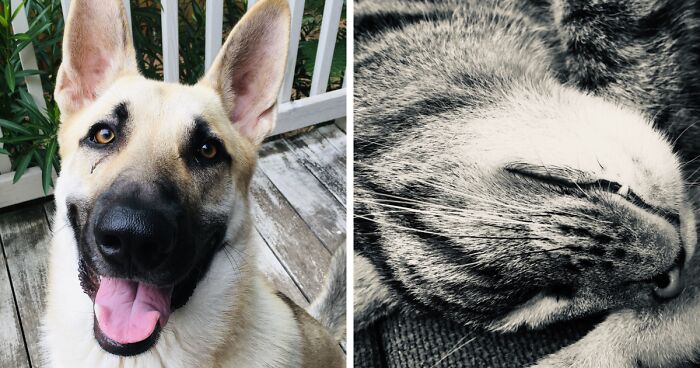 Hey Pandas, Post Your Favorite Photo Of Your Pet (Closed)