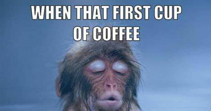 Hey Pandas, Which Meme Are You Today? (Closed)