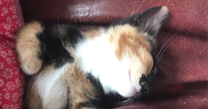 Hey Pandas, Post A Picture Of Your Pet That Shows How Weird They Are (Closed)