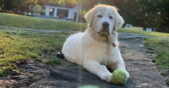 Hey Pandas, Photoshop My Dog To Be As Funny As Possible (Closed)