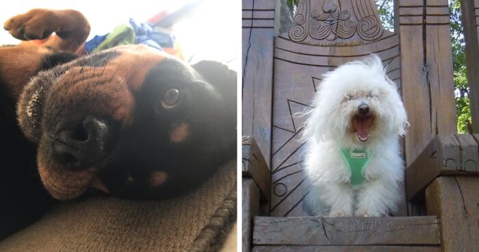 Hey Pandas, Post A Picture Of Your Pet Pulling Its Silliest Face (Closed)