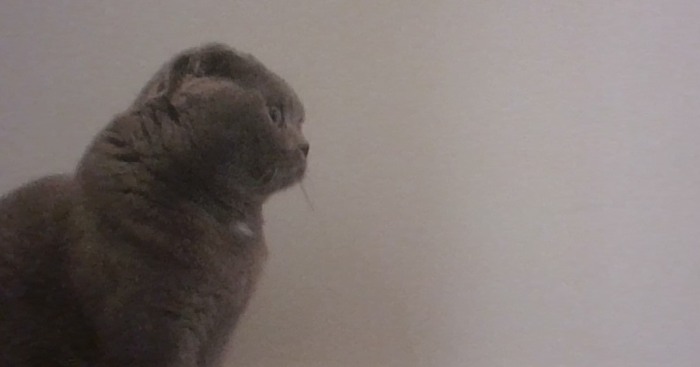 Hey Pandas, Share A Photo Of Your Pet That Is Rather Unflattering