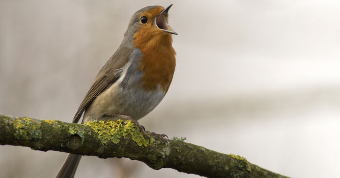Hey Pandas, Photoshop This Bird In The Funniest Possible Way (Closed)