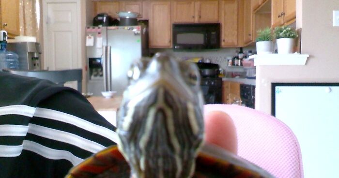 Hey Pandas, Post The Funniest Picture Of Your Pet