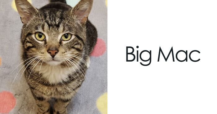 40 Hilariously-Creative Pet Names Shared By The “Petfinder Names” Twitter Page