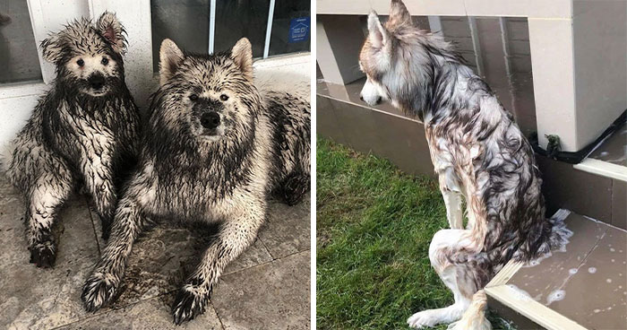 50 Hilarious Dog Posts To Put A Smile On Your Face (New Pics)