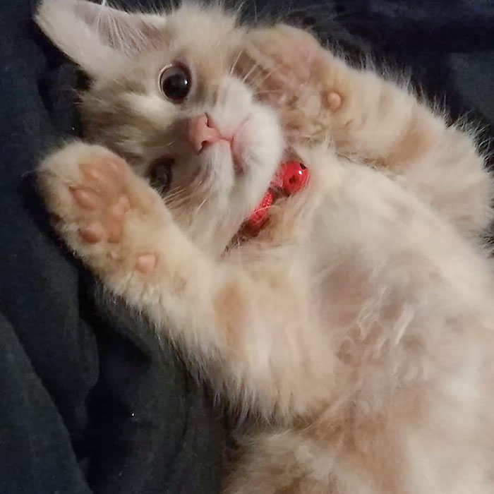 This Is Anakin. Anakin Wants You To Pick Him Up And Carry Him Because He "Hurt" His Arm. The Vet Said He's Perfectly Fine