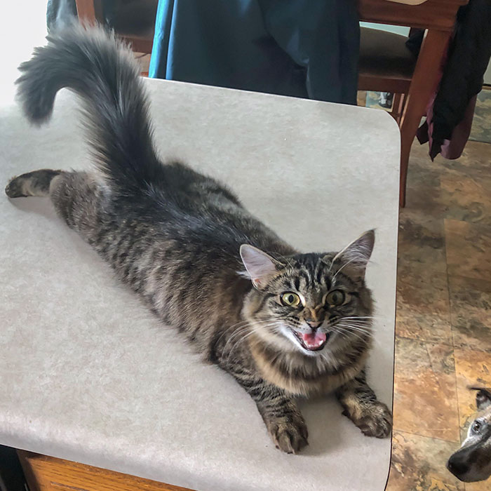 Breakfast Was Not Being Served Fast Enough For This Queen