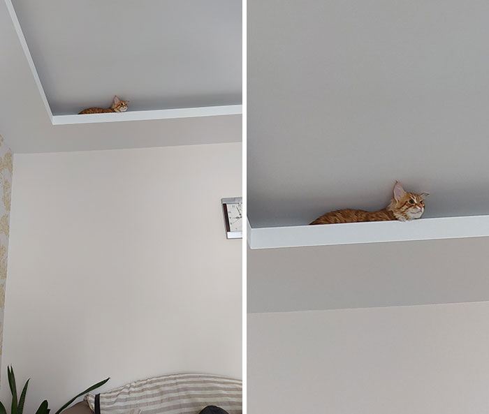 He Yells Me Until I Put Him Over There