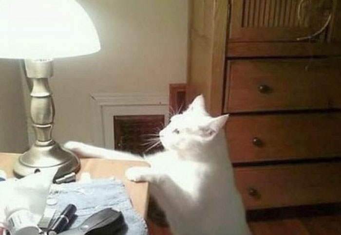 Now I Have To Unplug My Lamp At Night. Because This Furry Bastard Learned How To Turn It On. And He Turns It On Every Time He's Hungry In The Middle Of The Night
