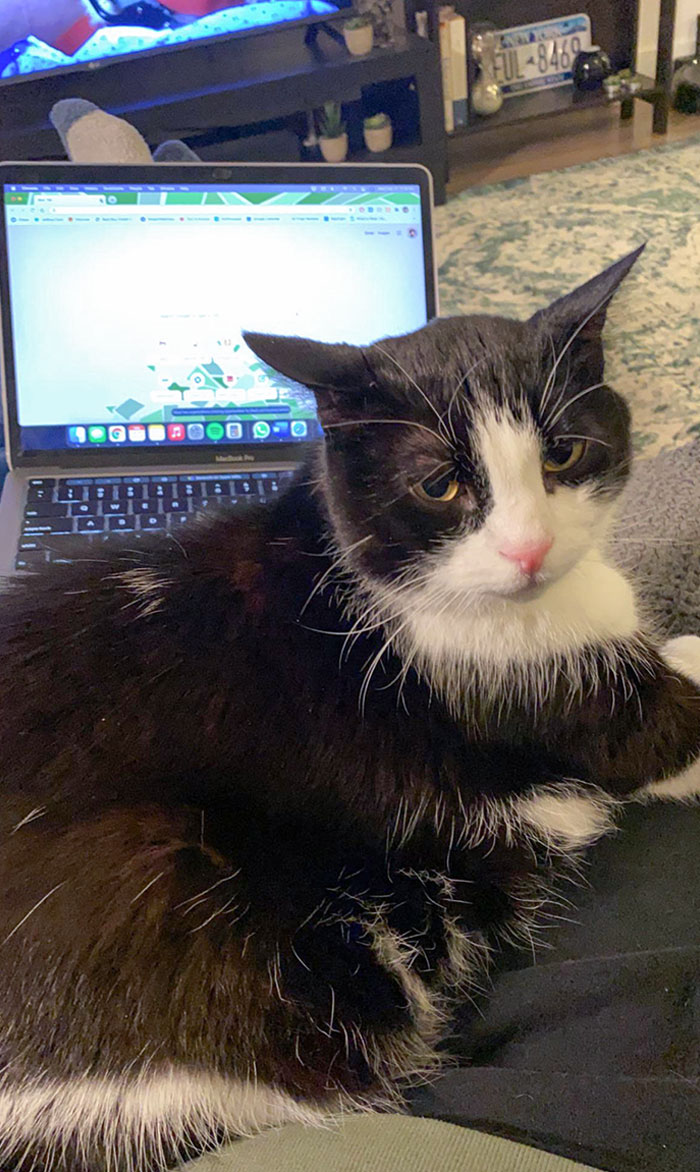 This Big Boi Shoved My Computer Away And Wedged Himself In