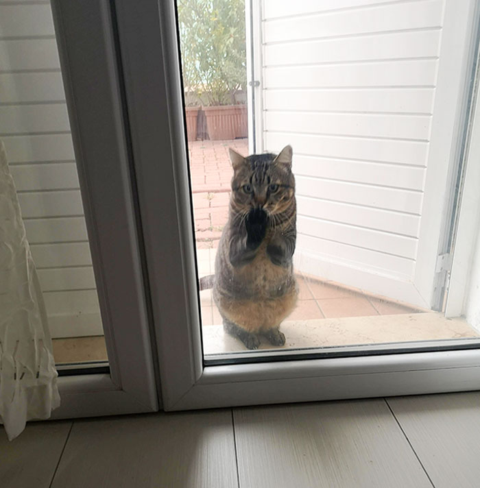 Every 5 Minutes He Asks To Go Out And In. Every 5 Minutes