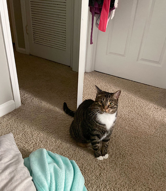 Today, Jerry Learned That If He Unplugs The Box Fan From The Wall At Night, The Humans Wake Up. Here He Is, Proud Of Himself, 6:35 Am On My Day Off