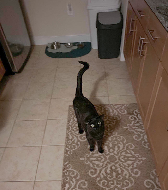 Responded To Some Late-Night Screaming From The Cat. Turns Out Her Dry Food Was All Pushed Up Against The Sides Of The Bowl And She’s Out Of Wet Food. Obvious Crisis