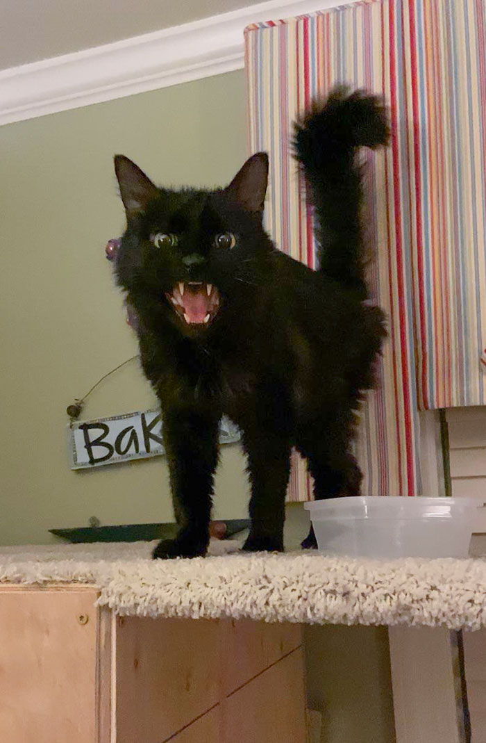 He Wakes Me Up At Midnight Because He Ate All His Food