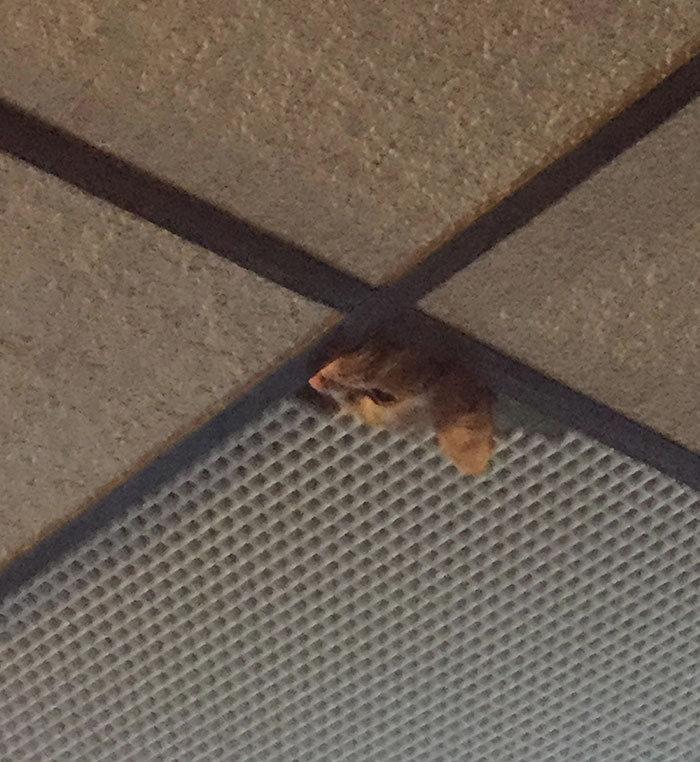 My Jerk Cat Broke A Small Piece Of Our Drop Ceiling Tile Off Just So He Could Stick His Head Through It And Meow Incessantly While I'm Trying To Watch TV