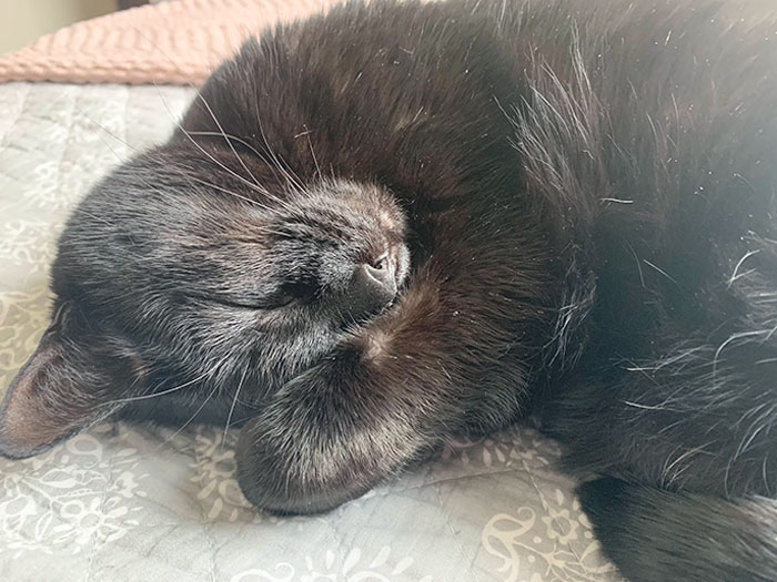 She Woke Me Up At 7:00 Am Sharp And Demanded Breakfast. She Then Proceeded To Eat It So Fast That She Projectile Vomited From The Top Of Her Cat Tree