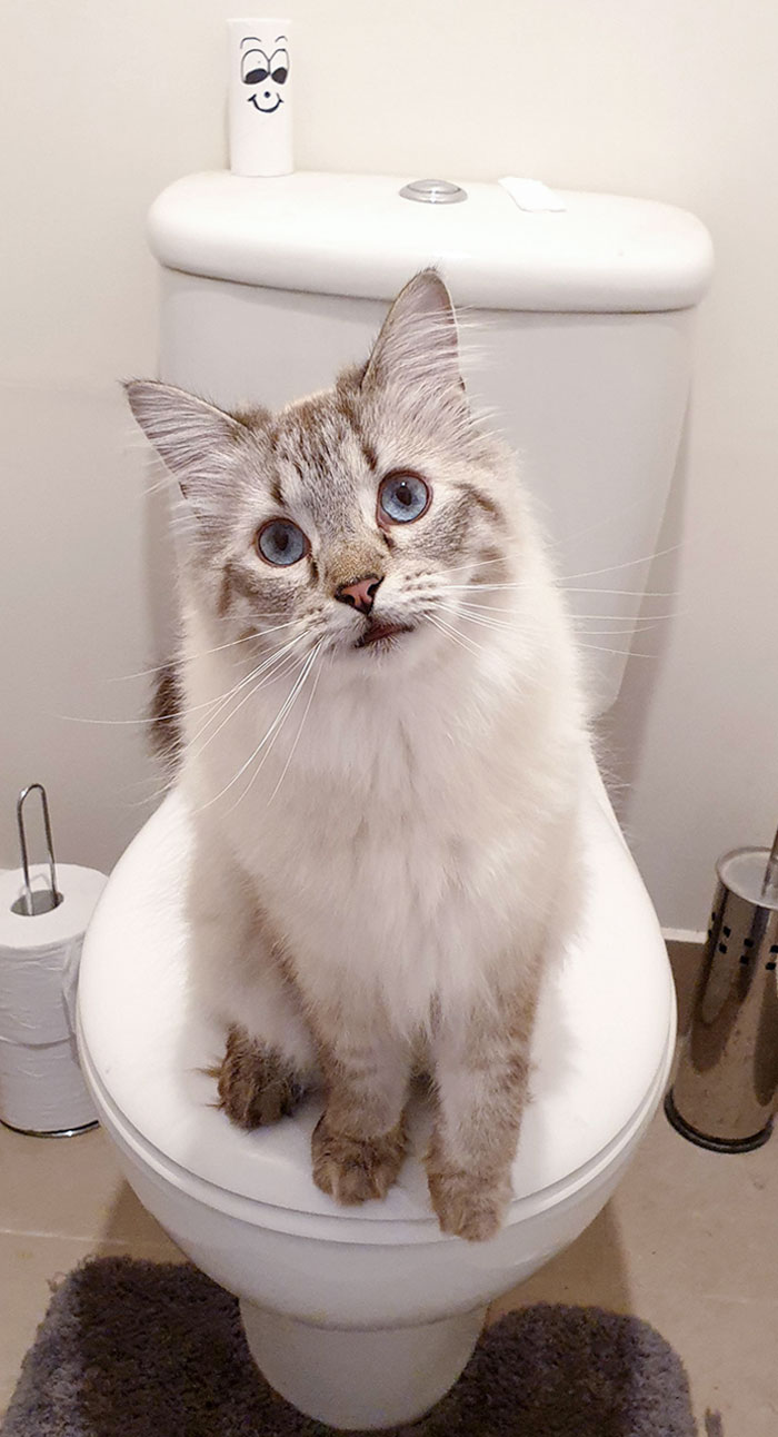 I Have To Pet Him Before I Can Go To The Toilet. Every. Single. Time