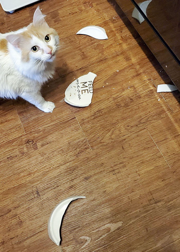 I Suppose I Wasn't Complying Fast Enough