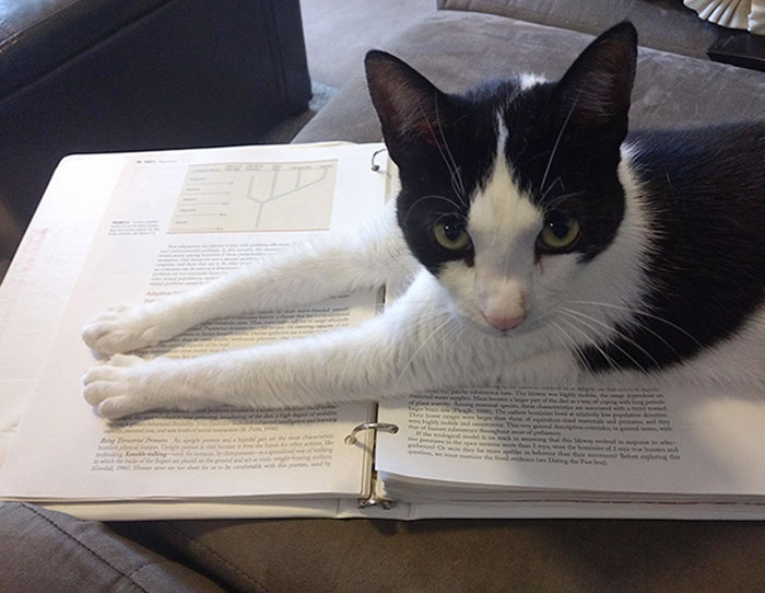 Every Time I Try To Do Homework