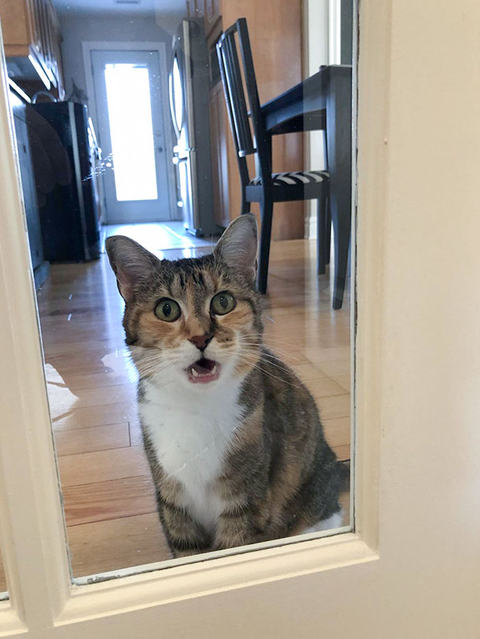 The Way My Dad's Cat Screams At Him When He's Leaving