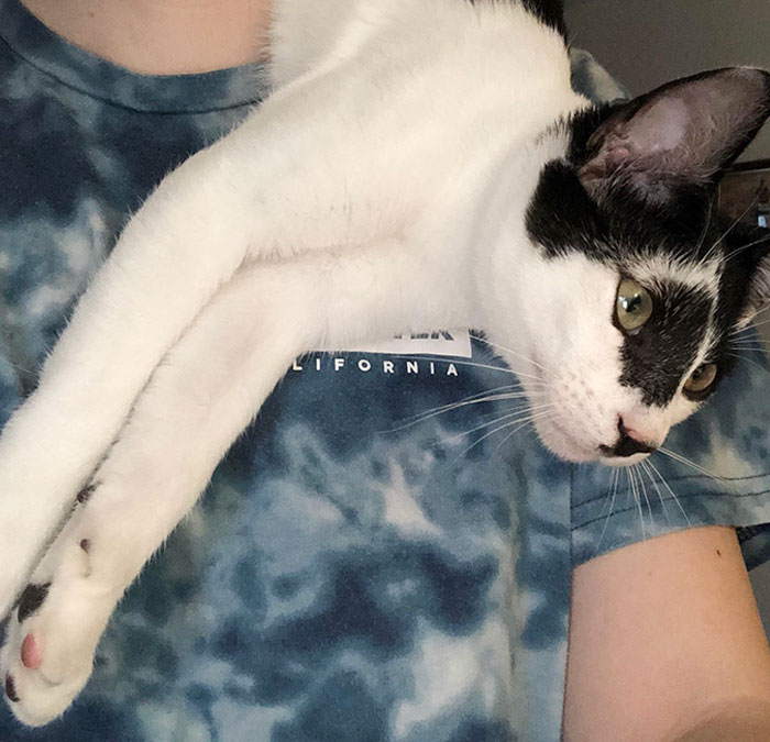 He Won’t Stop Meowing Until He’s Around My Shoulders Like A Stupid Scarf