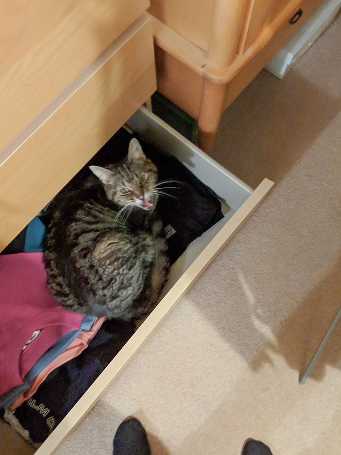 He Knows He's Not Supposed To Be There So Instantly Starts Crying And Meowing. Cutest Pest