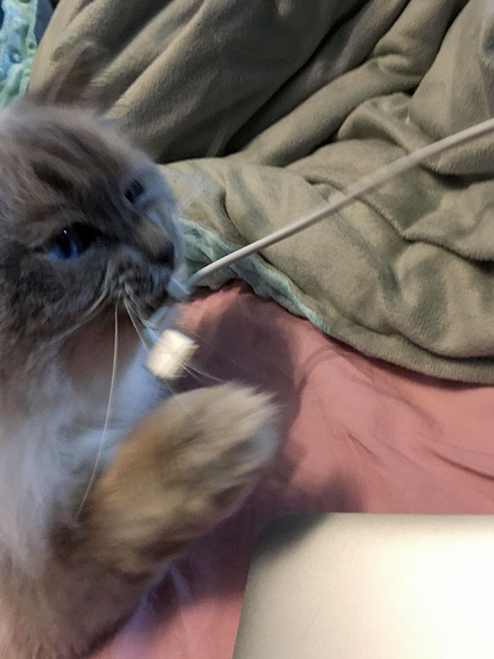 This Adorable Little Douchebag Learned A New Way To Get My Attention: Unplugging My Laptop