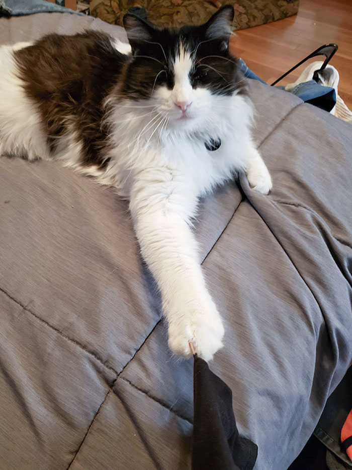 I've Kicked This Jerk Off The Bed 3 Times So I Can Fold Laundry. How Dare I Refuse His Help