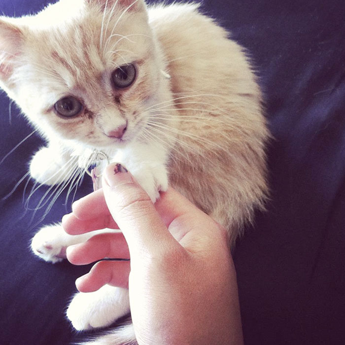 Meet Princess Peach. She's A Shy But Spoiled Kitty Who Sleeps In Only King-Sized Beds And Holds My Hand Until She Falls Asleep