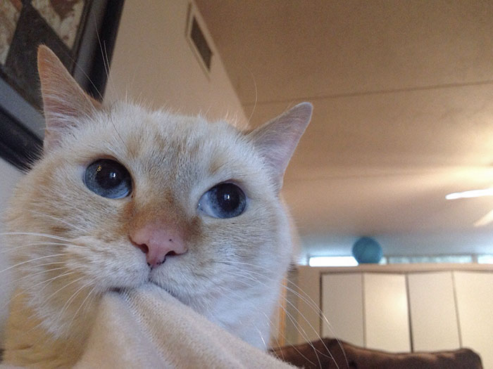 My Cat Likes To Sit On My Chest And Bite My Shirt