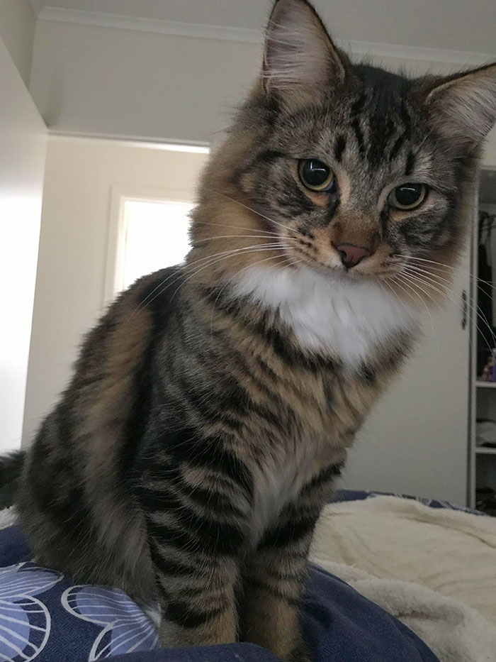 Alfie Likes To Wake Me Up Every Morning To Play Fetch