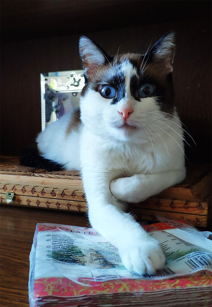 “I Knew The Cat Was Spoiled, But My Mom Just Put A Spoon Of Red Caviar Into His Bowl, He ‘Dug’ The Bowl Like He Was Covering It Up, And Walked Away”