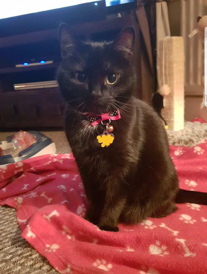 Annabelle Demands To Sit On Your Lap