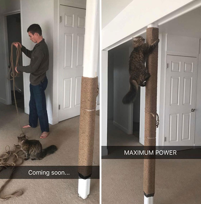 My Brother’s Cat Is The Light Of His Life