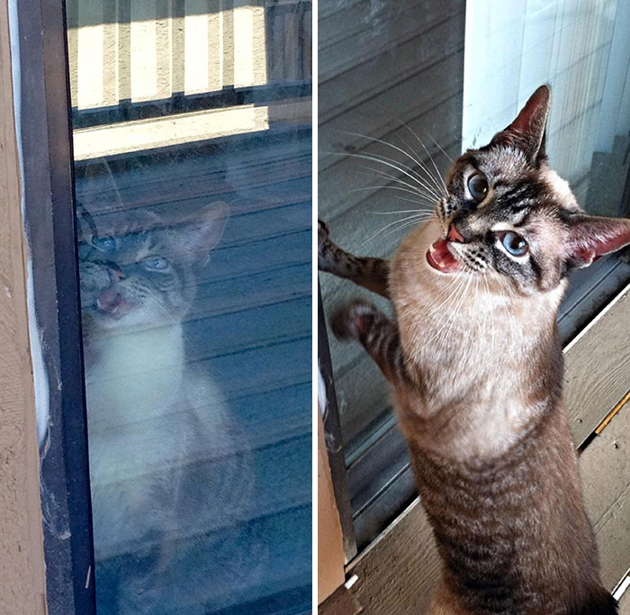 She Cried And Cried Til I Let Her Outside. She Was Outside A Whole 15 Seconds Before She Started Yelling At Me To Let Her In