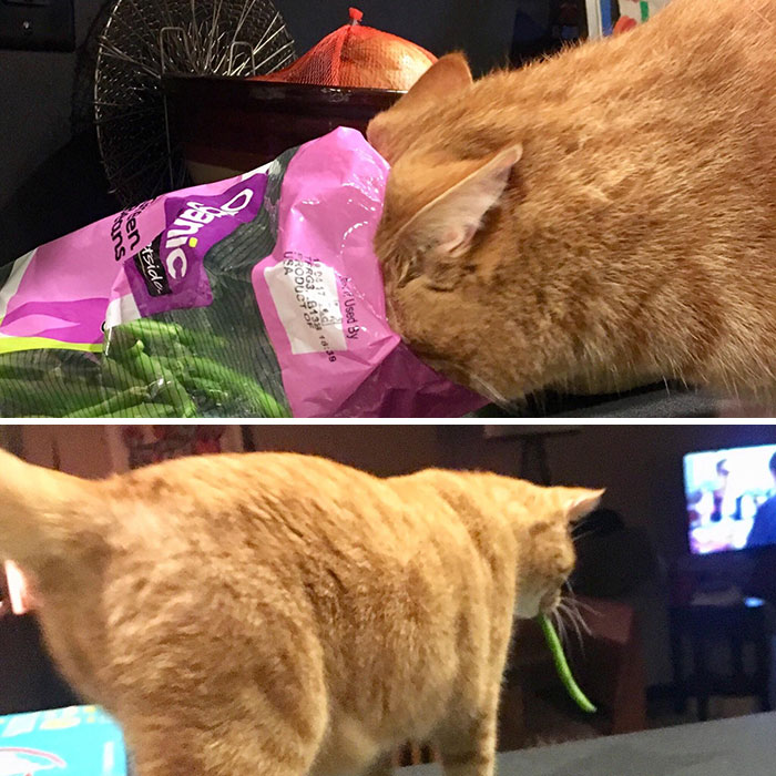 He Is A Bean Addict! He Screams For A Bean Every Time The Fridge Is Opened And Steals Them At Any Chance