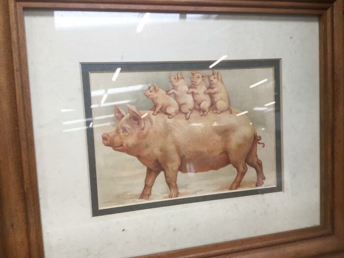 Pigs In Blank... This Little Pigg... Three Little Pi... Oh I’m Really Struggling To Come Up With A Pig Based Pun, Can You Help? Acorn, Jersey. No Price