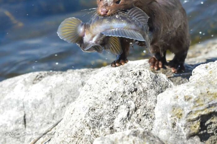 How To Wreck A Great Wildlife Action Shot