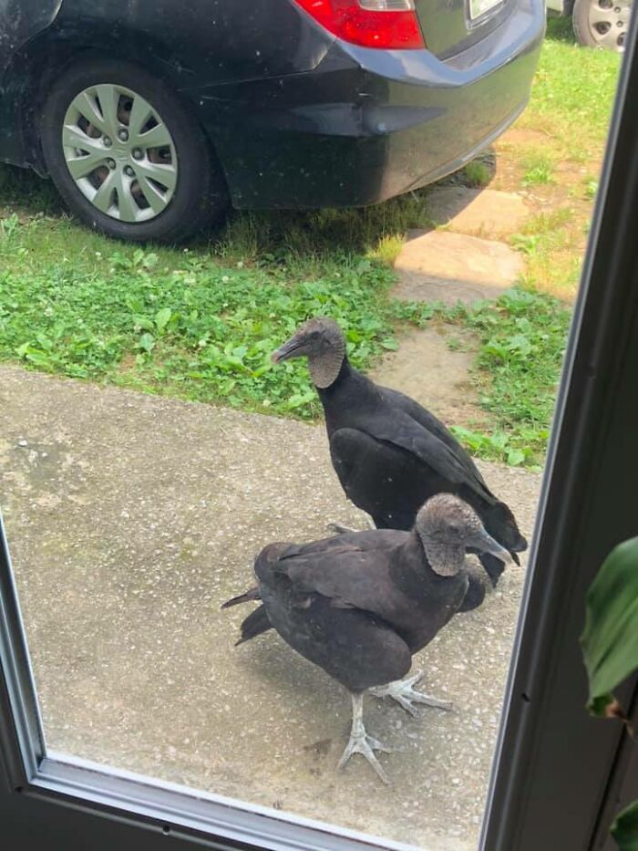 Are They Trying To Reach Us About Our Cars’ Extended Warranty? Why Else Would The Come Over Uninvited And Unannounced?!?!