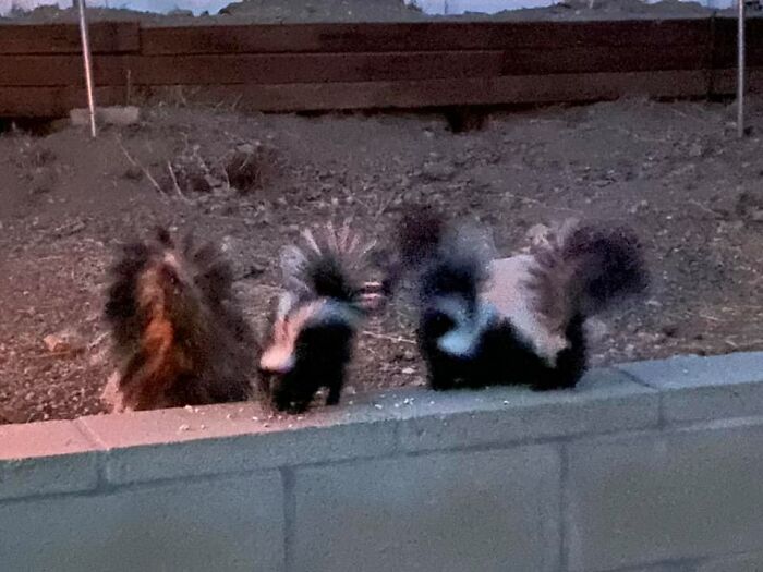 The Stink Kittens Returned Again! Aside From Mom There Were Seven Babies In Total!!