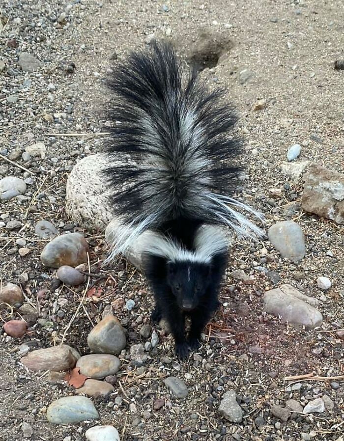 I Finally Got One Good Picture Of A Stink Kitten Before She/He Threatened To Spray Me And Ran Away. I’m In Love!!!