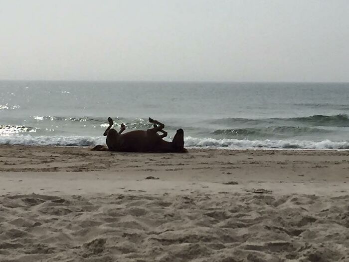 Another Of The Magical Wild Puppies... I Mean Ponies... At Assateague Island