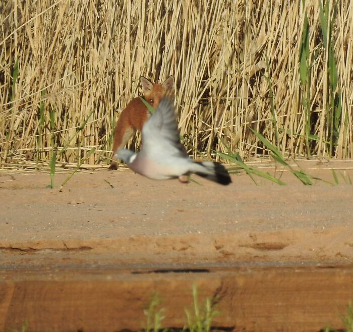 Waited Ages For A Photo Of A Red Fox Then Got A Pigeon
